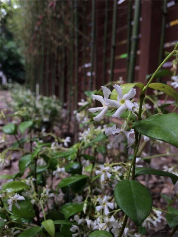 Clematis Clematis