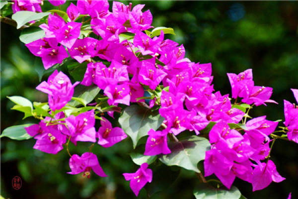 Bougainvillea