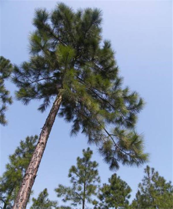 Pine tree