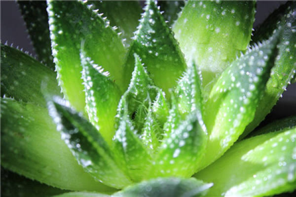 Aloe