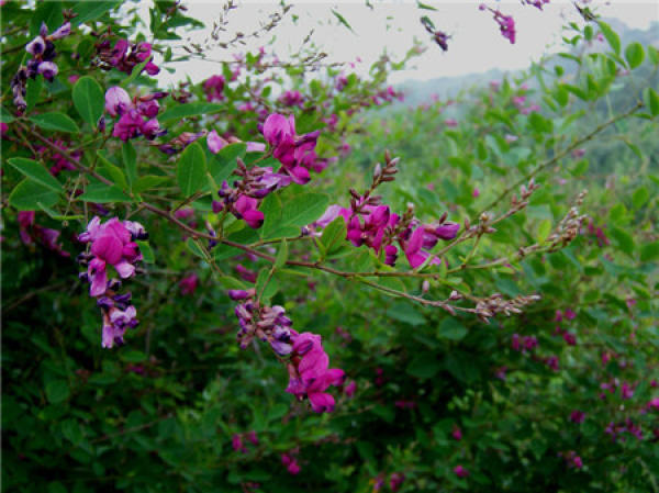 Lespedeza