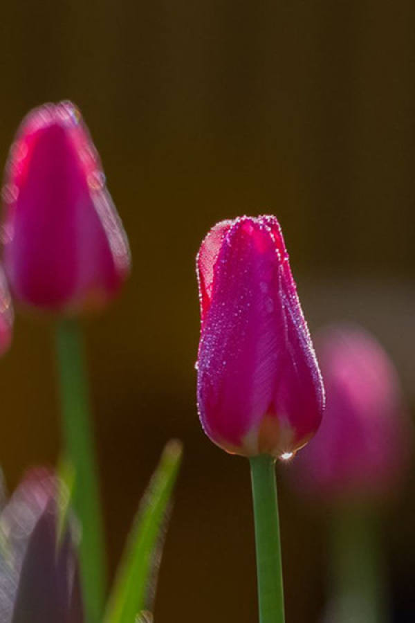 beautiful tulip