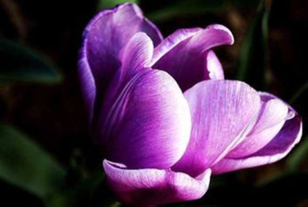 beautiful tulip