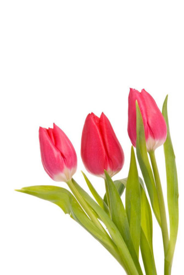 Tulip