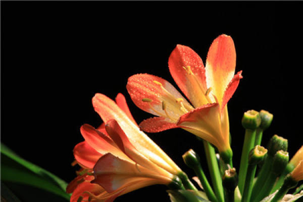 Clivia miniata
