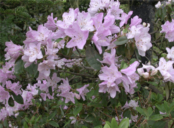 Mountain Rhododendron blooming