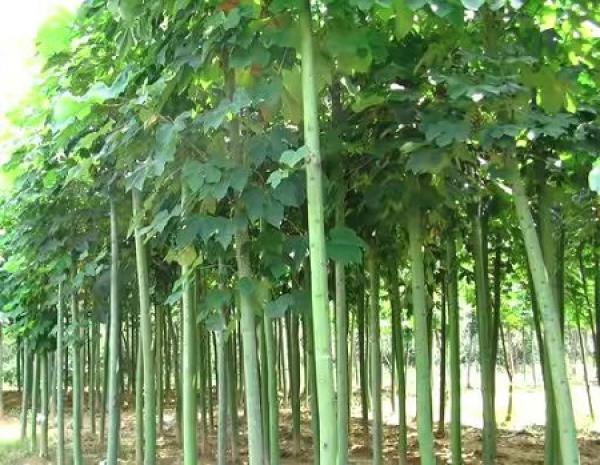 Tree Species
