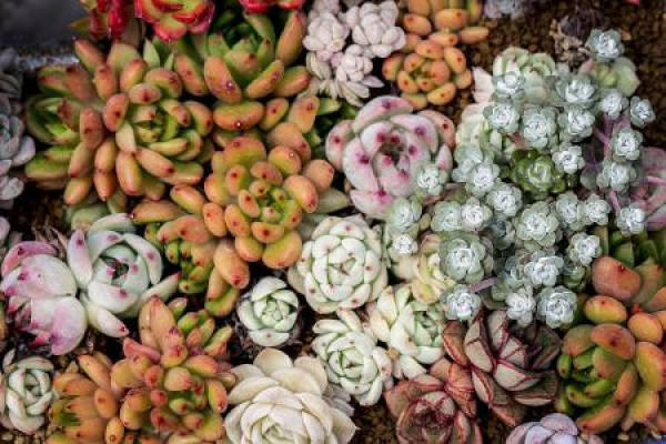 Great looking succulents.