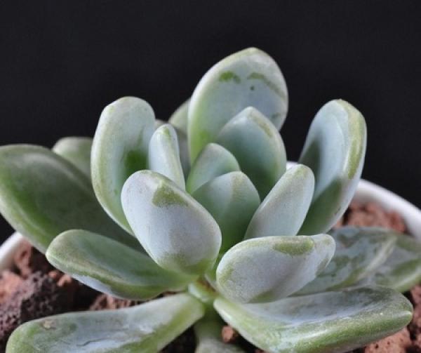 Succulent plant
