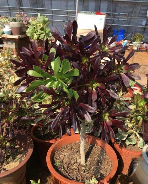 Potted fleshy
