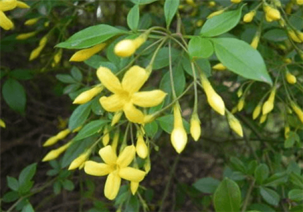 Summer Flower