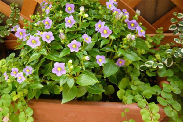 Potted Purple Grass