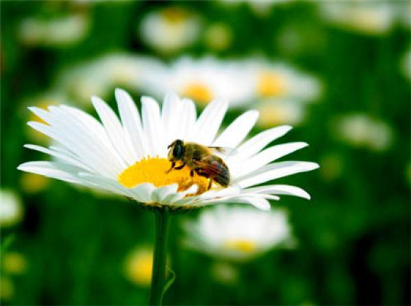 Flos Chrysanthemi