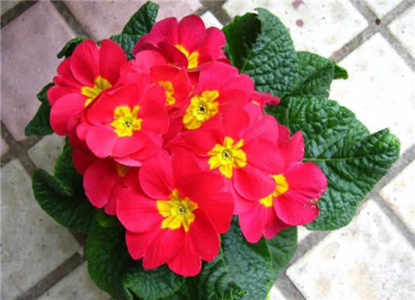 The joyful primrose.