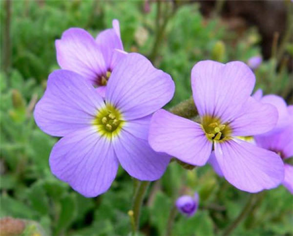 Good-looking Nanting mustard