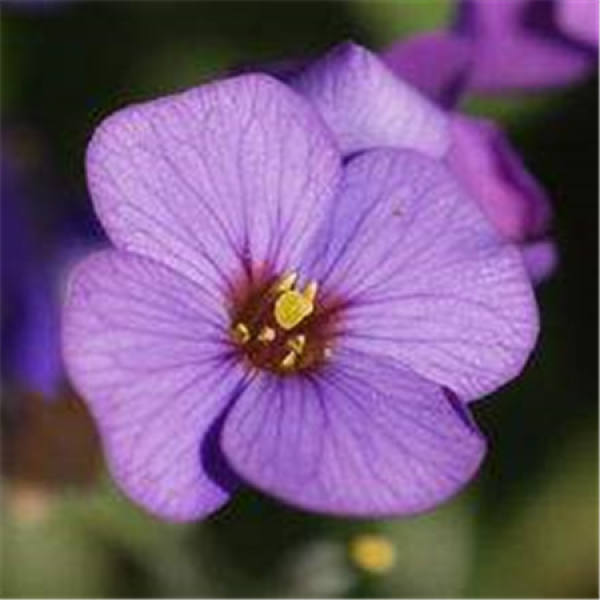 Nanting mustard flower