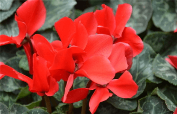 red Cyclamen