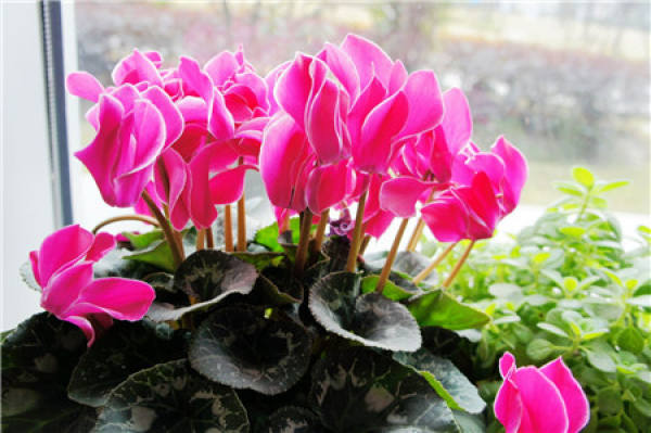 red Cyclamen
