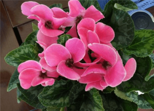 Good looking Cyclamen