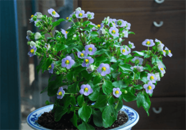 Potted Purple Grass