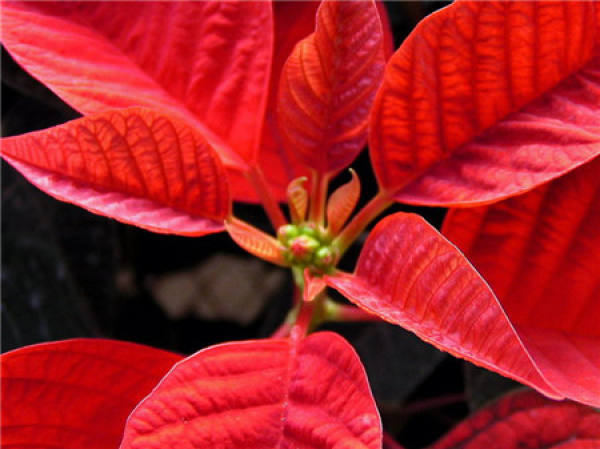 The fiery poinsettia.
