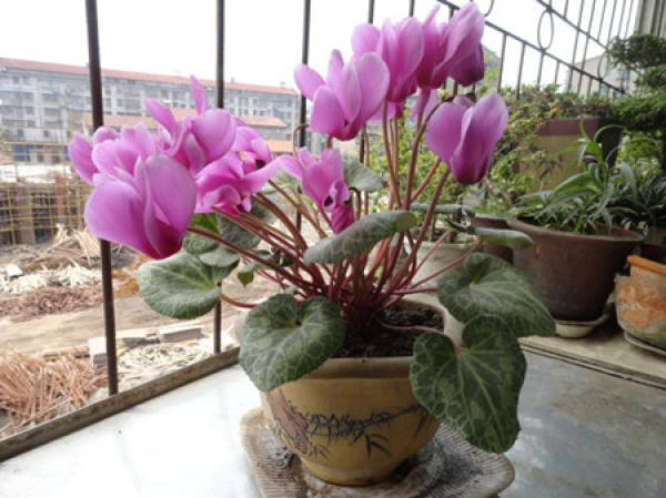 Flowering Cyclamen
