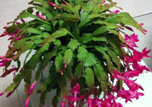 Flowering crab cactus