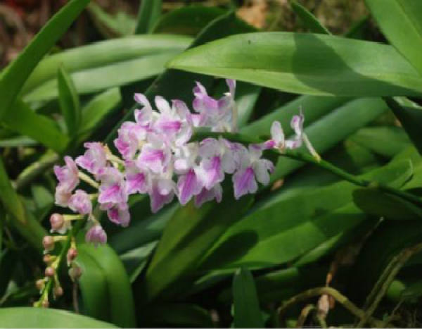 Nail orchid plant