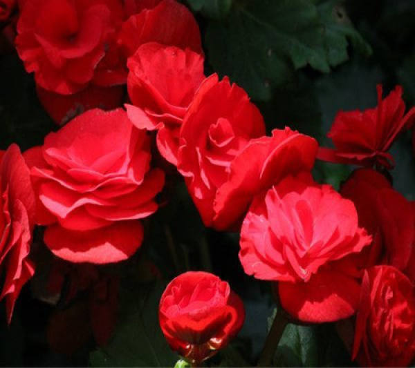 Gorgeous Rieger Begonia