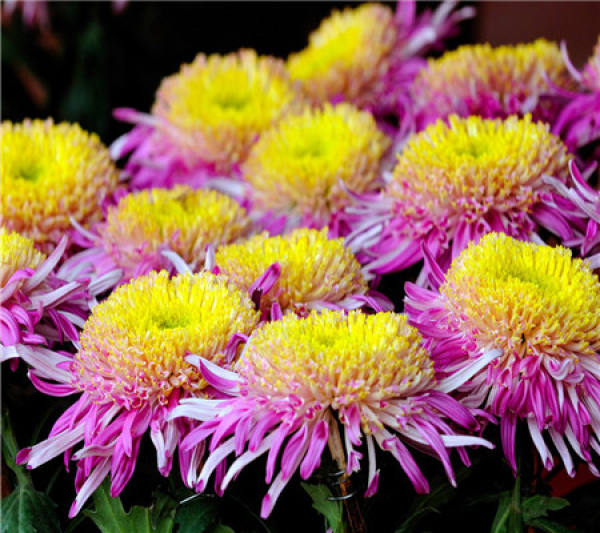Chrysanthemum