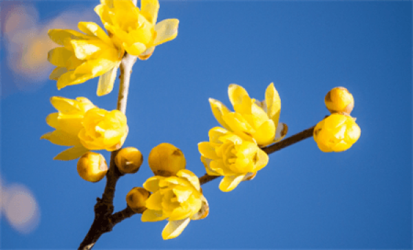 Beautiful wintersweet