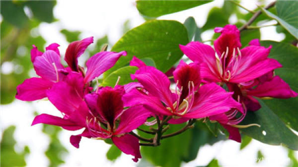 Bauhinia