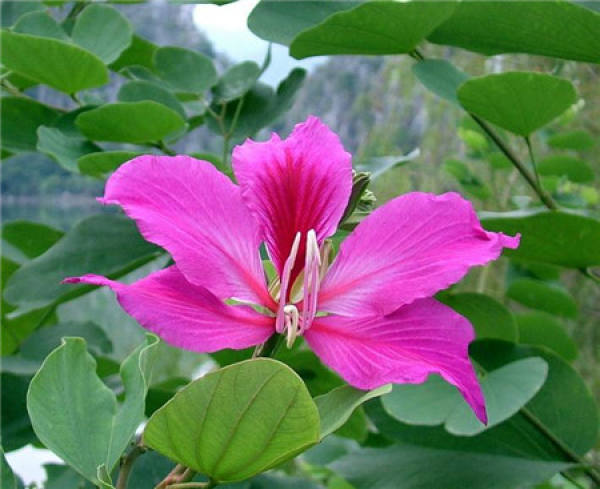 Bauhinia