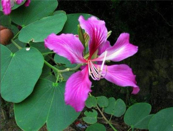 Beautiful Redbud