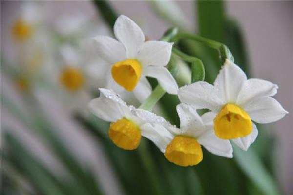Narcissus