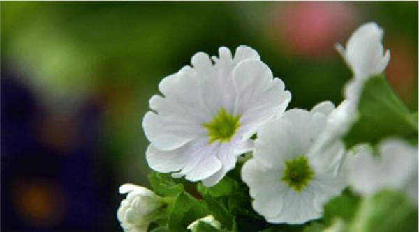 Primrose