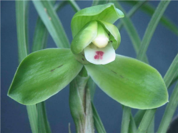 Close-up of Chunlan