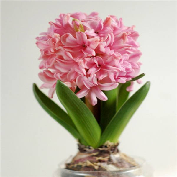 Hyacinth