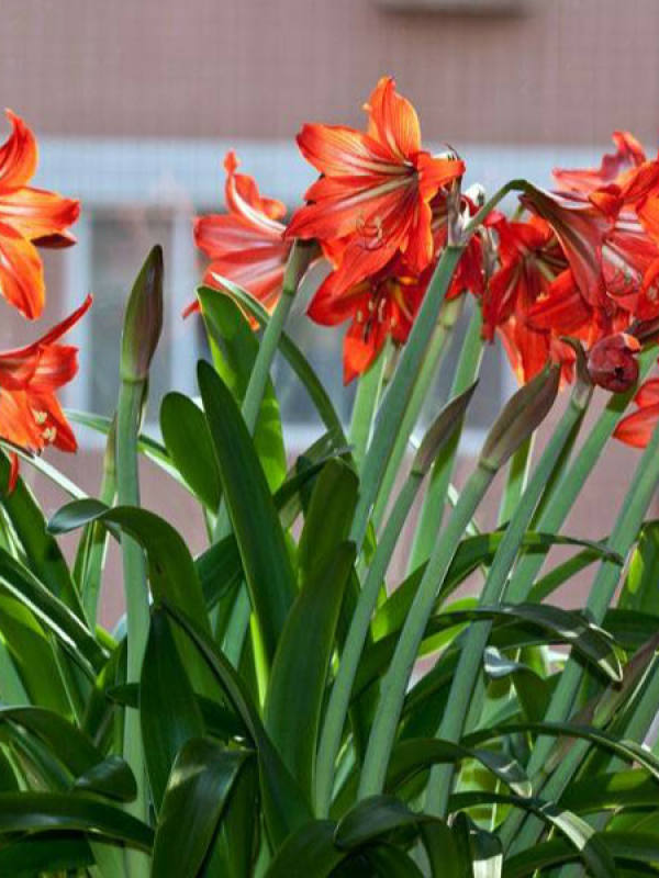 Beautiful Amaryllis.