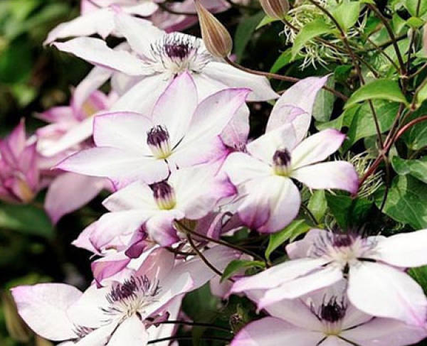 Nice clematis
