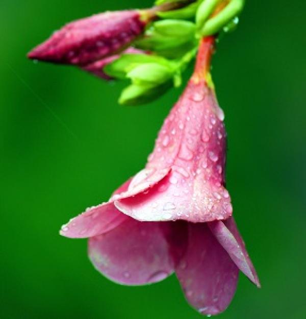 The flowers of cicada