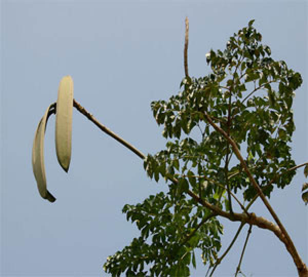 Peculiar Oroxylum