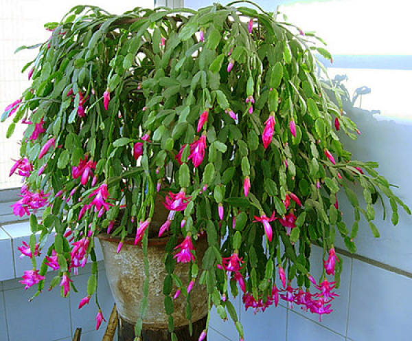 Zygocactus japonicus