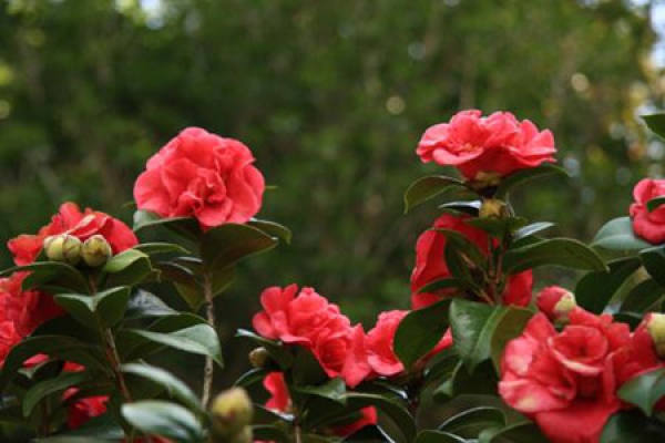 Camellia japonica