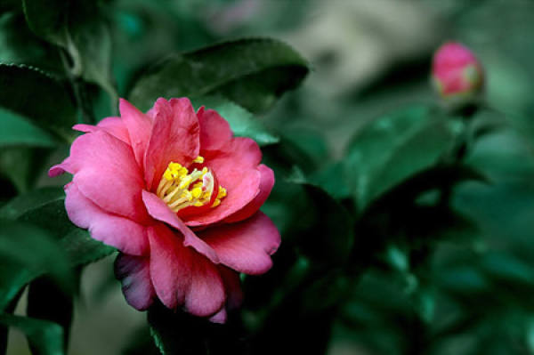 plum blossom