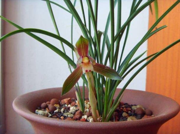Elegant Spring Orchid