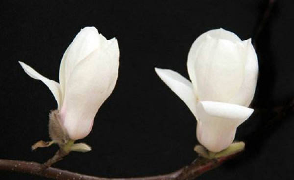 Elegant and refined magnolia