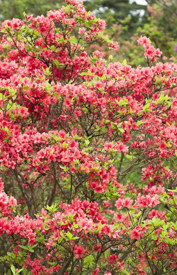 A patch of azaleas
