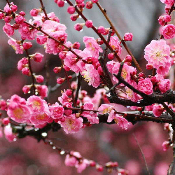 Plum blossom branch