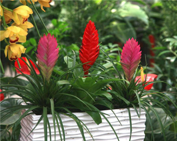 Potted Tillandsia